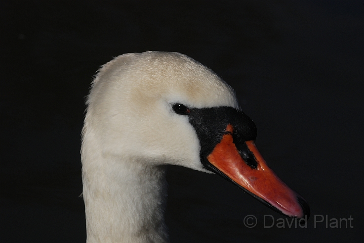 Mute swan head - D.jpg - Mute swan head - Slimbridge